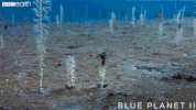 grow blue planet GIF by BBC Earth