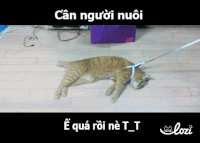 tumy GIF by Lozi Singapore Co.