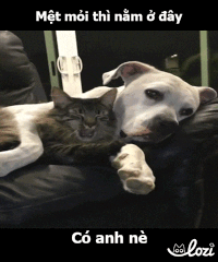 tumy GIF by Lozi Singapore Co.