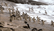 beach running GIF
