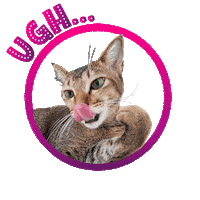 Cat Whatever Sticker