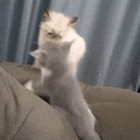Cute Cat GIF