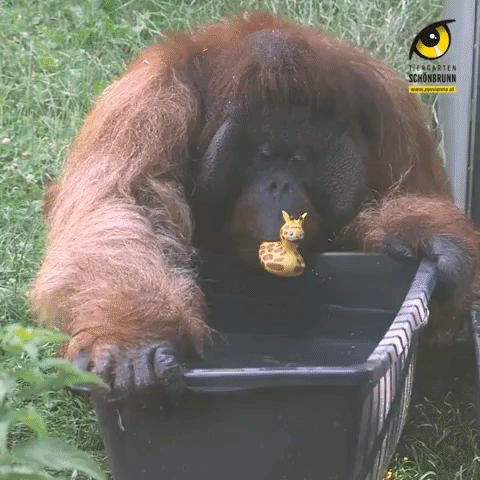 Orangutans Splash About to Beat the Heat at Vienna Zoo