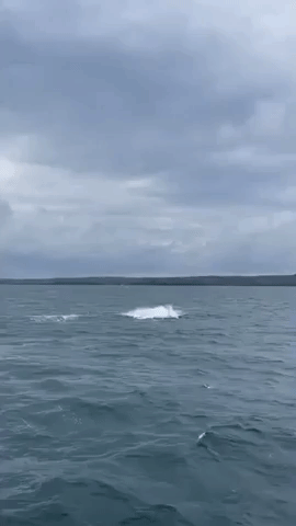 Whale Calf and Mother Frolic in Australian Bay