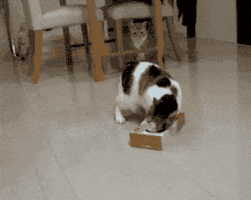 cat kitten GIF