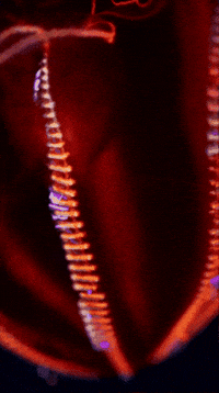 Deep Sea Jelly GIF by Monterey Bay Aquarium