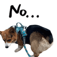 Corgi No Sticker