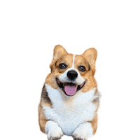 Corgi Polish Sticker