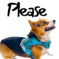 Corgi Please Sticker