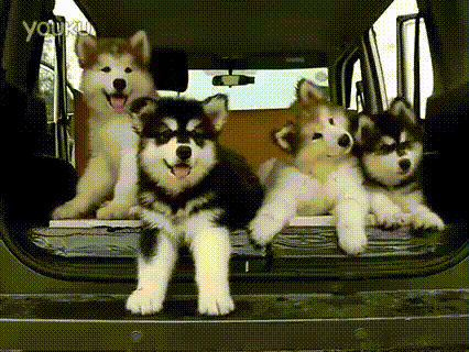 nanikoaz giphyupload dog amazing puppies GIF