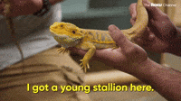Young Stallion