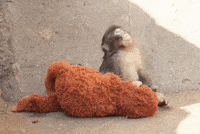 Monkey Looking Up GIF