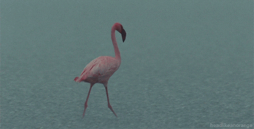 Bird Flamingo GIF