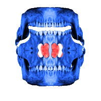 Science Fiction Skull Sticker by Komplex