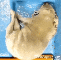 Seal Nico GIF