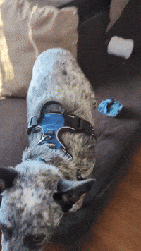 SundaySauceEdits ah farm dog blue GIF