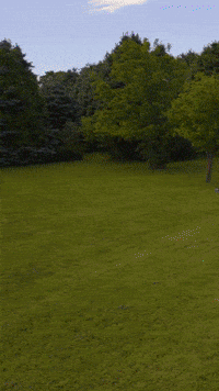 SundaySauceEdits frisbee dog farm dog blue GIF