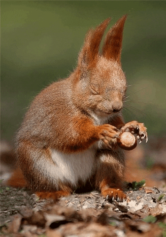 Magic Squirrel GIF
