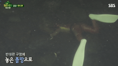 stevefrank1 giphyupload GIF