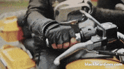 BlackBearDiner racing bear motorcycle bears GIF