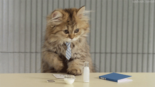 Cat Business GIF