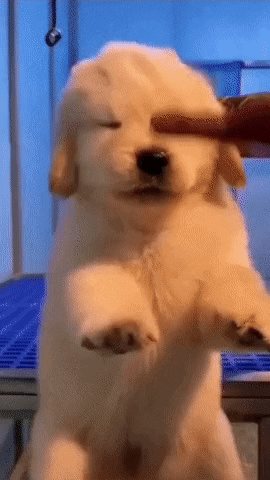 cuteanimalland giphyupload GIF