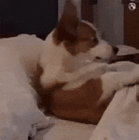 Dog Sleep GIF by Respective
