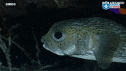 fish isola 12 GIF by Isola dei Famosi