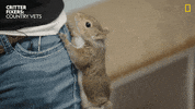 National Geographic What GIF by Nat Geo Wild