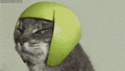 cat funny cat egyptian GIF