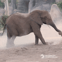 Skincare Explore GIF by San Diego Zoo Wildlife Alliance