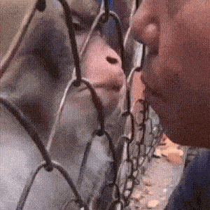 Monkey Kiss GIF by Matthew