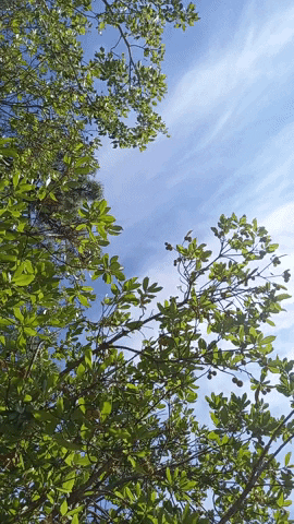 Simongip giphygifmaker GIF