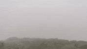 albacampers  GIF
