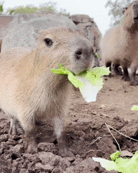 GIF by San Diego Zoo Wildlife Alliance