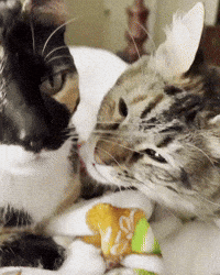 Shocked Gremlin GIF