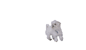 Happy Dog Sticker by Yle Summeri