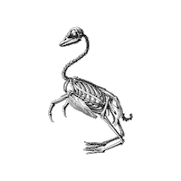 Illustration Vintage Sticker by The Wild Curiosity