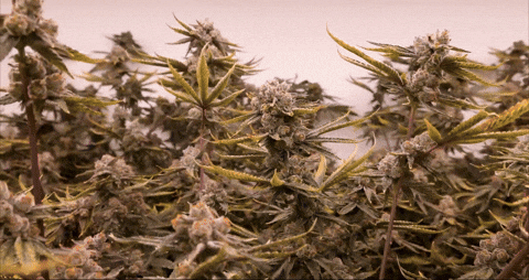 Bloom Andrew GIF by Exclusive Brands