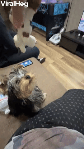 Yorkie Leaps Into Beanbag After Toy