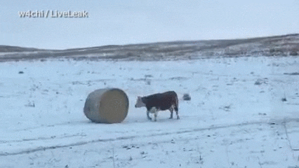 cow hay GIF