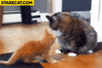 fat GIF