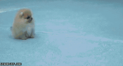puppy jumping GIF by Cheezburger