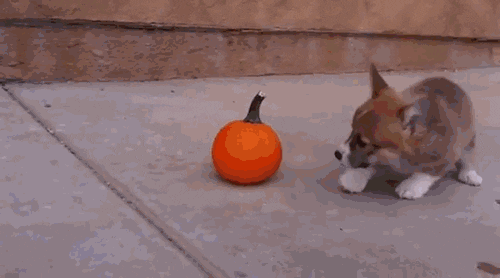 corgi puppy playing with a pumpkin