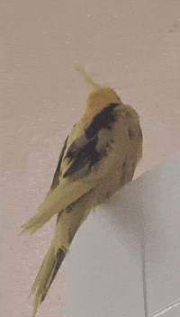 Cockatiel GIF