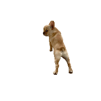 spottedbyhumphrey potato peach frenchie french bulldog Sticker