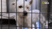 pupparazzi puppy potty face GIF by Nat Geo Wild