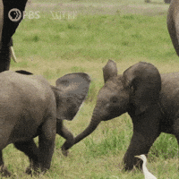 Baby Animal Play GIF by Nature on PBS