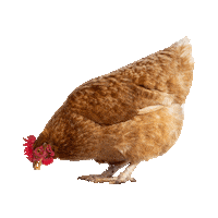 heritagebelize chicken hen belize heritagebelize Sticker