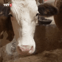 Good Morning What GIF by TRT